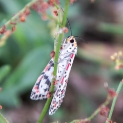 Utetheisa (genus) at Coree, ACT - 6 Jan 2021