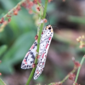 Utetheisa (genus) at Coree, ACT - 6 Jan 2021 10:47 AM