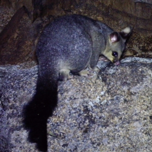 Trichosurus vulpecula at Mount Clear, ACT - 27 Dec 2020