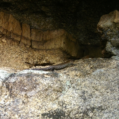 Egernia cunninghami (Cunningham's Skink) at Mount Clear, ACT - 29 Dec 2020 by ChrisHolder