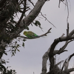 Melopsittacus undulatus (Budgerigar) at Gordon, ACT - 6 Jan 2021 by RodDeb
