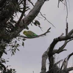 Melopsittacus undulatus (Budgerigar) at Gordon, ACT - 5 Jan 2021 by RodDeb