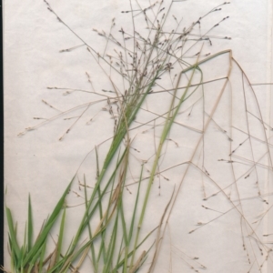 Panicum effusum at Watson, ACT - 6 Jan 2021 06:35 PM