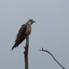 Cacomantis pallidus (Pallid Cuckoo) at Gordon, ACT - 6 Jan 2021 by RodDeb