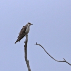 Cacomantis pallidus at Gordon, ACT - 6 Jan 2021 10:27 AM