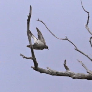 Cacomantis pallidus at Gordon, ACT - 6 Jan 2021 10:27 AM