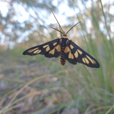 Amata (genus) (Handmaiden Moth) at Majura, ACT - 24 Dec 2020 by jamiebarney