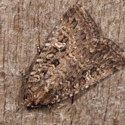 Hypoperigea tonsa (A Noctuid moth (Acronictinae) at Melba, ACT - 19 Dec 2020 by kasiaaus