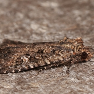 Hypoperigea tonsa at Melba, ACT - 19 Dec 2020