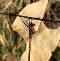 Hemicordulia australiae (Australian Emerald) at Murrumbateman, NSW - 5 Jan 2021 by SimoneC