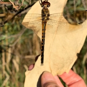 Hemicordulia australiae at Murrumbateman, NSW - 5 Jan 2021