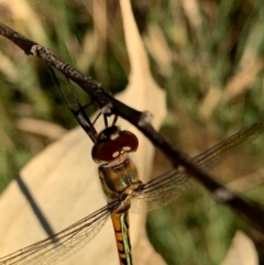 Hemicordulia australiae at Murrumbateman, NSW - 5 Jan 2021