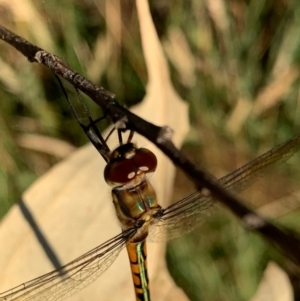 Hemicordulia australiae at Murrumbateman, NSW - 5 Jan 2021