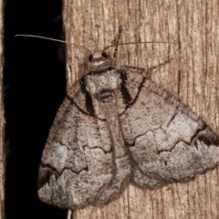 Austroterpna paratorna (Rounded Grey (Geometrinae)) at Melba, ACT - 19 Dec 2020 by kasiaaus