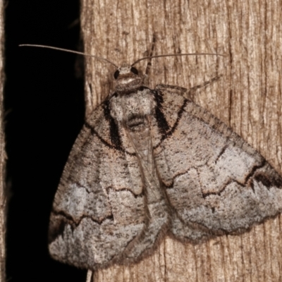 Austroterpna paratorna (Rounded Grey (Geometrinae)) at Melba, ACT - 19 Dec 2020 by kasiaaus