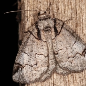 Austroterpna paratorna at Melba, ACT - 19 Dec 2020 11:19 PM