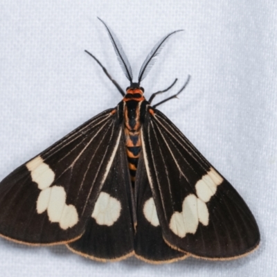 Nyctemera amicus (Senecio Moth, Magpie Moth, Cineraria Moth) at Melba, ACT - 19 Dec 2020 by kasiaaus