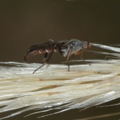 Taenogerella elizabethae at Majura, ACT - 2 Jan 2021 by TimL