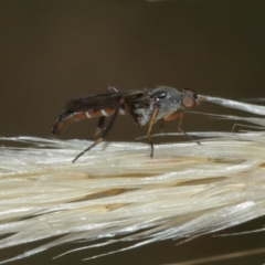 Taenogerella elizabethae at Majura, ACT - 1 Jan 2021 by TimL