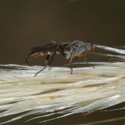 Taenogerella elizabethae at Majura, ACT - 2 Jan 2021 by TimL