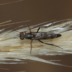 Taenogerella elizabethae at Majura, ACT - 2 Jan 2021 10:56 AM