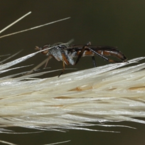 Taenogerella elizabethae at Majura, ACT - 2 Jan 2021