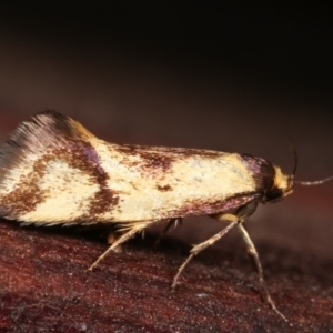 Isomoralla pyrrhoptera at Melba, ACT - 19 Dec 2020