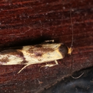 Isomoralla pyrrhoptera at Melba, ACT - 19 Dec 2020