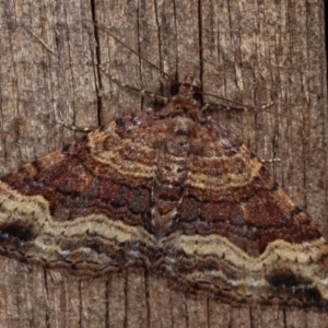 Epyaxa subidaria at Melba, ACT - 19 Dec 2020