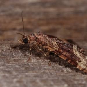 Epyaxa subidaria at Melba, ACT - 19 Dec 2020