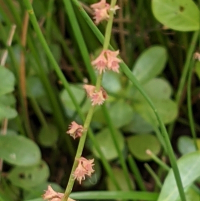 Rumex brownii (Slender Dock) at Hackett, ACT - 5 Jan 2021 by abread111