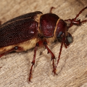 Sceleocantha glabricollis at Melba, ACT - 20 Dec 2020