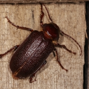 Sceleocantha glabricollis at Melba, ACT - 20 Dec 2020