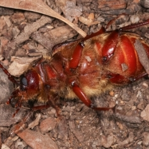 Sceleocantha glabricollis at Melba, ACT - 20 Dec 2020