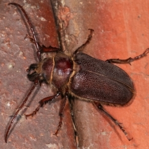 Sceleocantha glabricollis at Melba, ACT - 20 Dec 2020