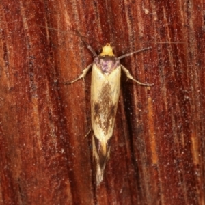 Isomoralla pyrrhoptera at Melba, ACT - 20 Dec 2020 09:23 PM