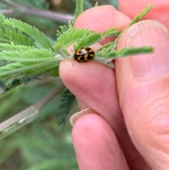 Peltoschema oceanica (Oceanica leaf beetle) at Murrumbateman, NSW - 6 Jan 2021 by SimoneC