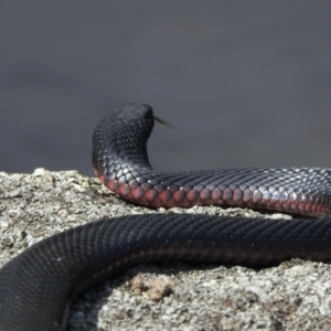 Pseudechis porphyriacus at Booth, ACT - 6 Jan 2021