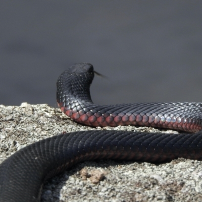 Pseudechis porphyriacus (Red-bellied Black Snake) at Booth, ACT - 6 Jan 2021 by KMcCue