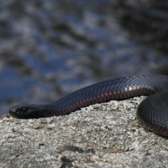 Pseudechis porphyriacus at Booth, ACT - 6 Jan 2021 02:49 PM