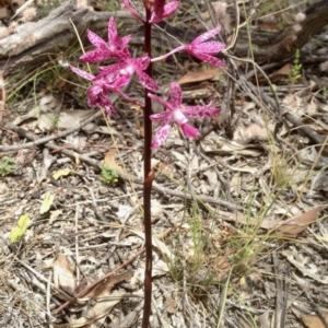 Dipodium punctatum at Booth, ACT - suppressed