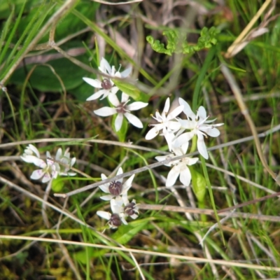 Wurmbea dioica subsp. dioica (Early Nancy) at Jones Creek, NSW - 12 Sep 2015 by abread111