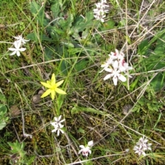 Wurmbea dioica subsp. dioica at Jones Creek, NSW - 12 Sep 2015