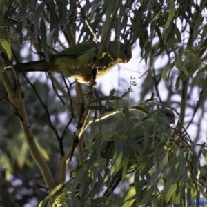 Polytelis swainsonii at Hughes, ACT - suppressed