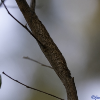 Lasiocampidae (family) immature (Lappet & Snout Moths) at Deakin, ACT - 5 Jan 2021 by JamWiRe