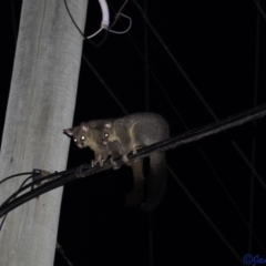 Trichosurus vulpecula (Common Brushtail Possum) at Hughes, ACT - 5 Jan 2021 by JamWiRe