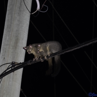 Trichosurus vulpecula (Common Brushtail Possum) at Hughes, ACT - 5 Jan 2021 by JamWiRe