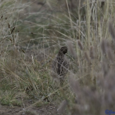 Coturnix pectoralis (Stubble Quail) at Duffy, ACT by JamWiRe