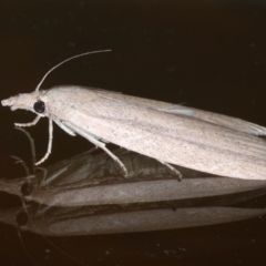 Pyralidae (family) at Ainslie, ACT - 5 Jan 2021