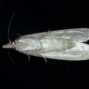 Pyralidae (family) at Ainslie, ACT - 5 Jan 2021